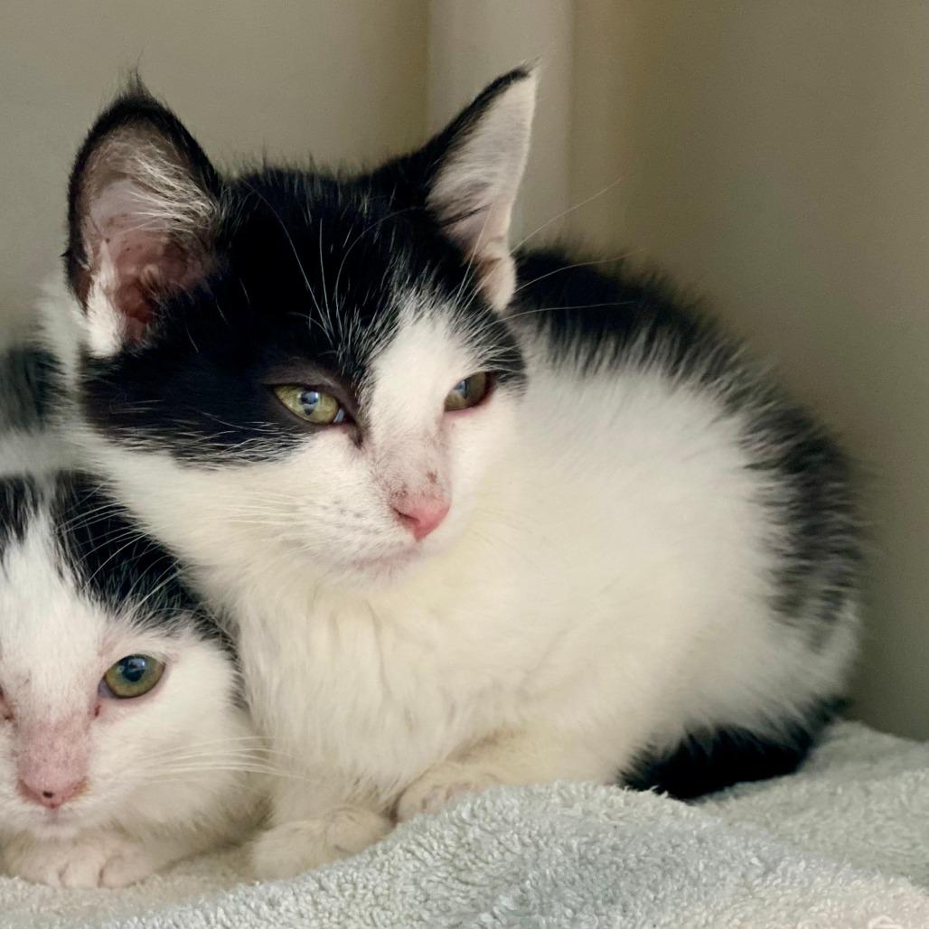 Enlarge Leo (aka Luke), a Adoptable Domestic Short Hair in New Fairfield, CT image 5/5