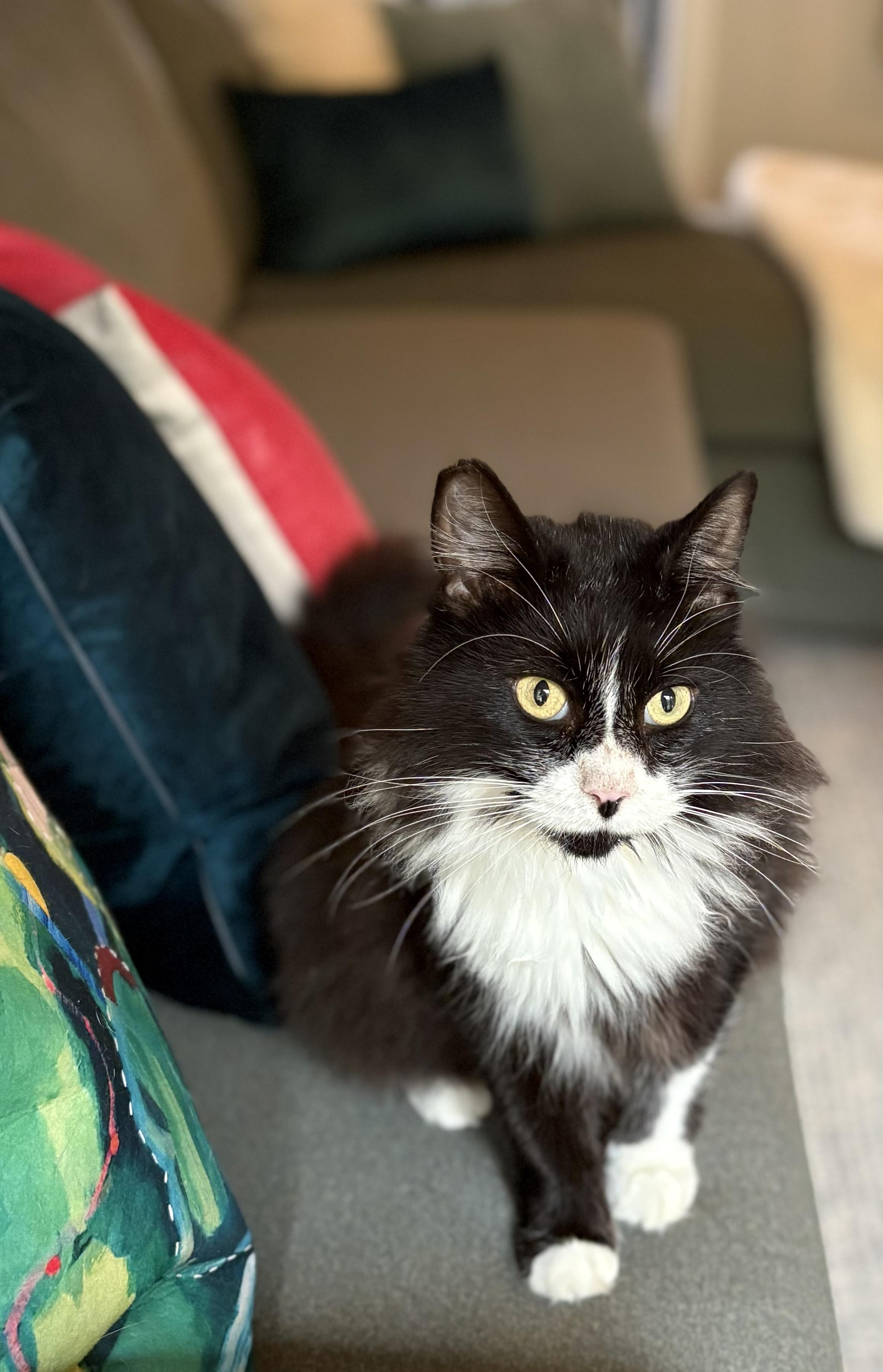 Missy La Mew, a Adopted Domestic Long Hair in Hot Springs, AR image 4/6