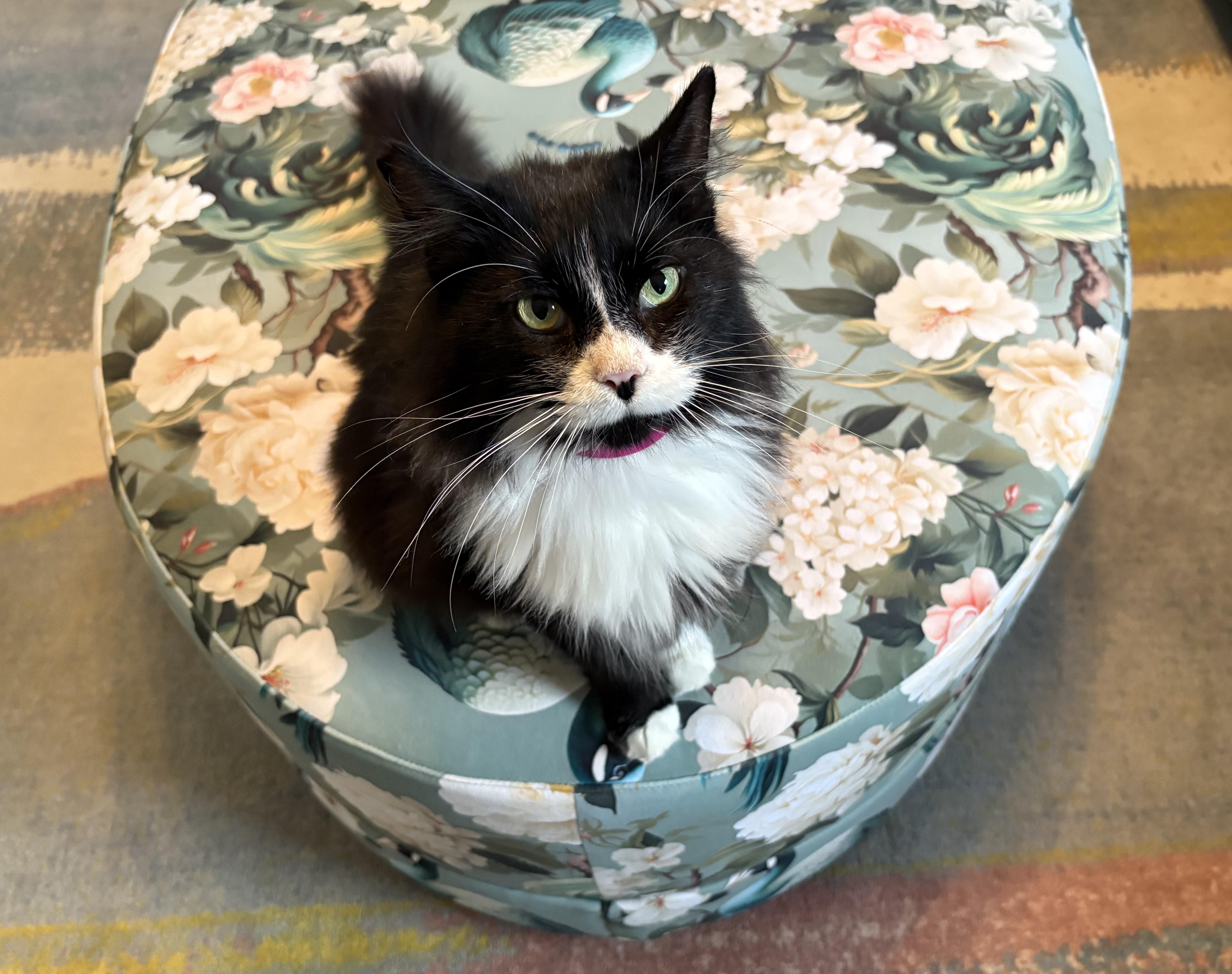 Missy La Mew, Adopted, Adult Female Domestic Long Hair.