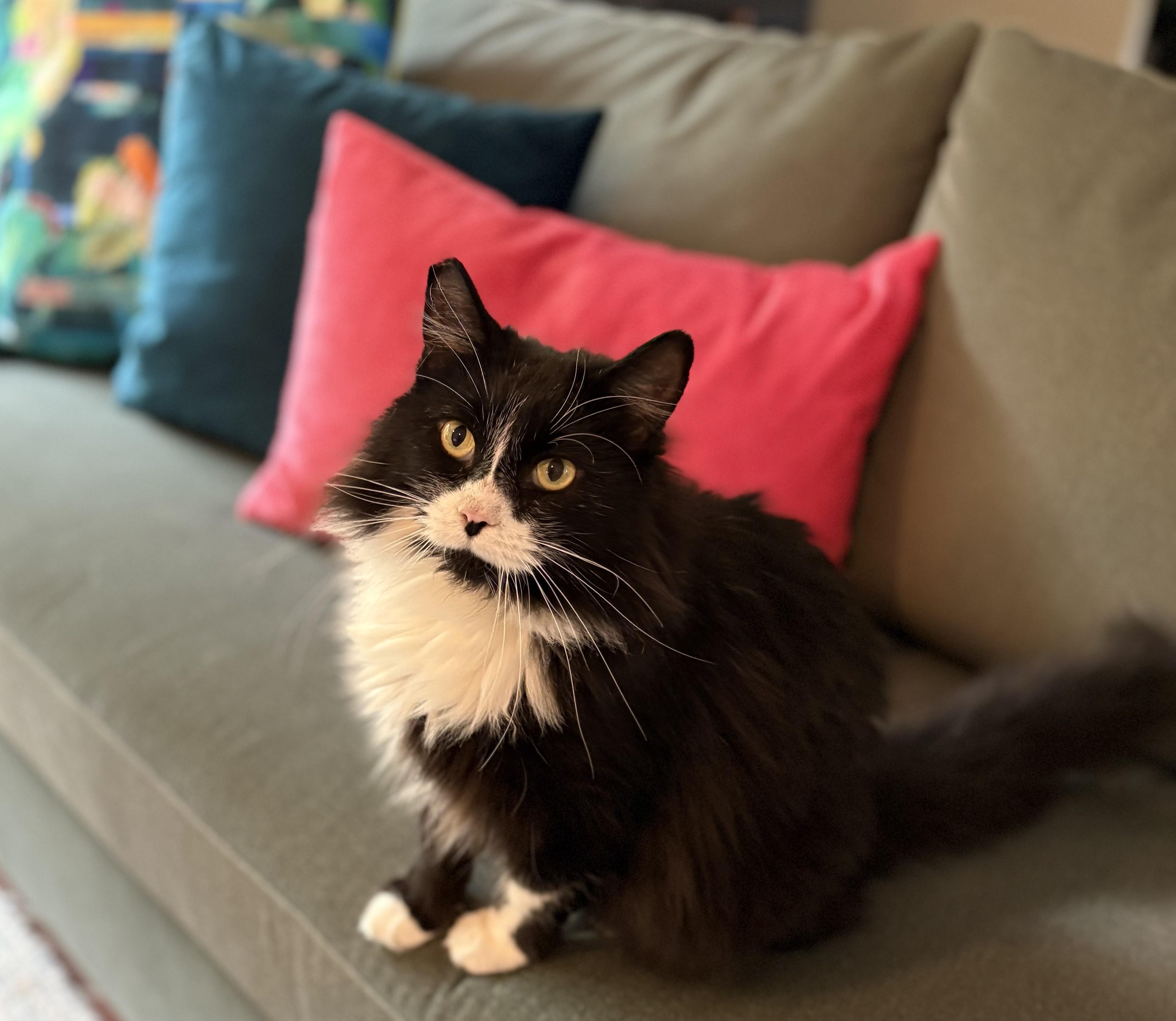 Missy La Mew, a Adopted Domestic Long Hair in Hot Springs, AR image 5/6