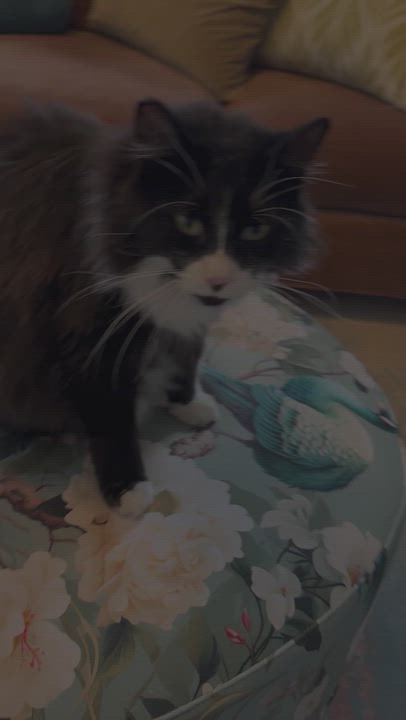 Enlarge Missy La Mew, a Adopted Domestic Long Hair in Hot Springs, AR video 6/6