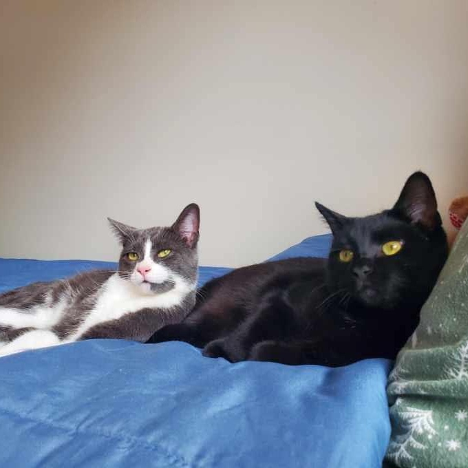 Mason, a Adoptable mixed breed in Lemont, IL image 5/6