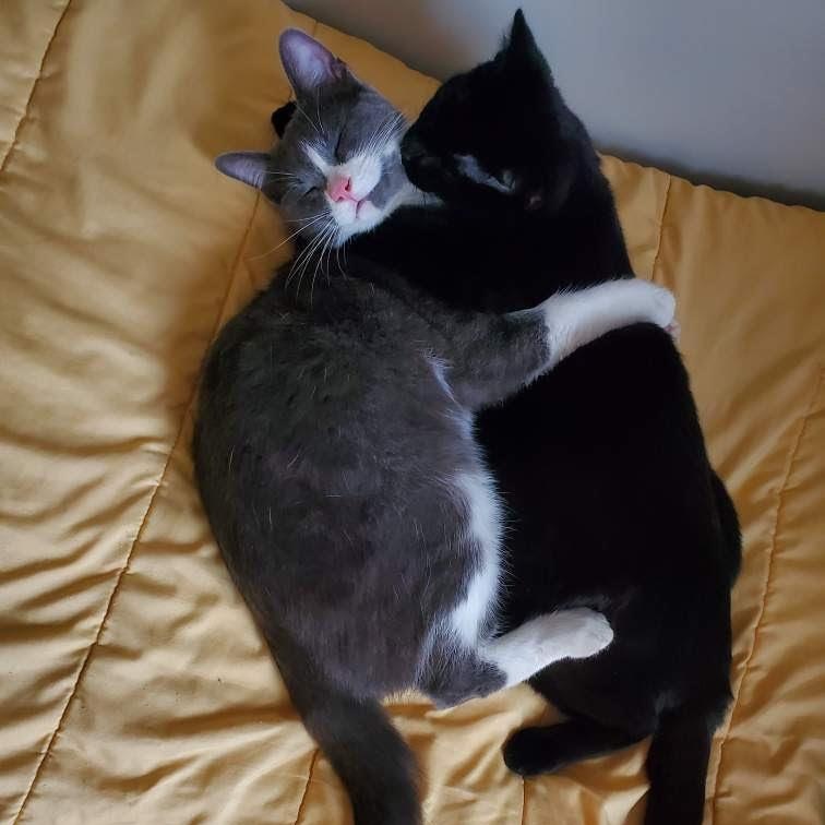 Mason, a Adoptable mixed breed in Lemont, IL image 3/6