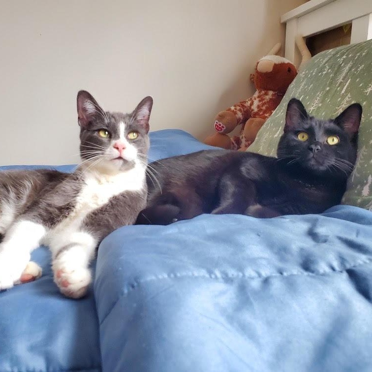 Mason, a Adoptable mixed breed in Lemont, IL image 4/6