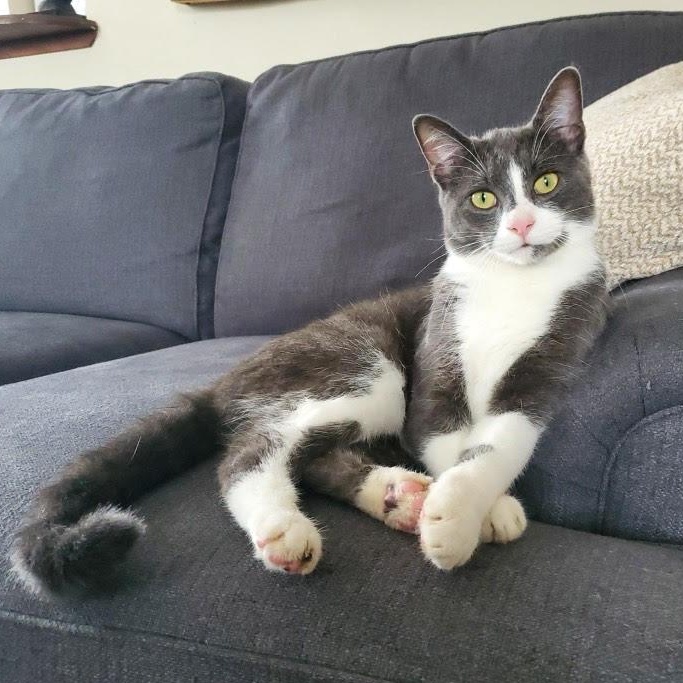 Mason, Adoptable, Kitten Male Domestic Short Hair & Tuxedo.