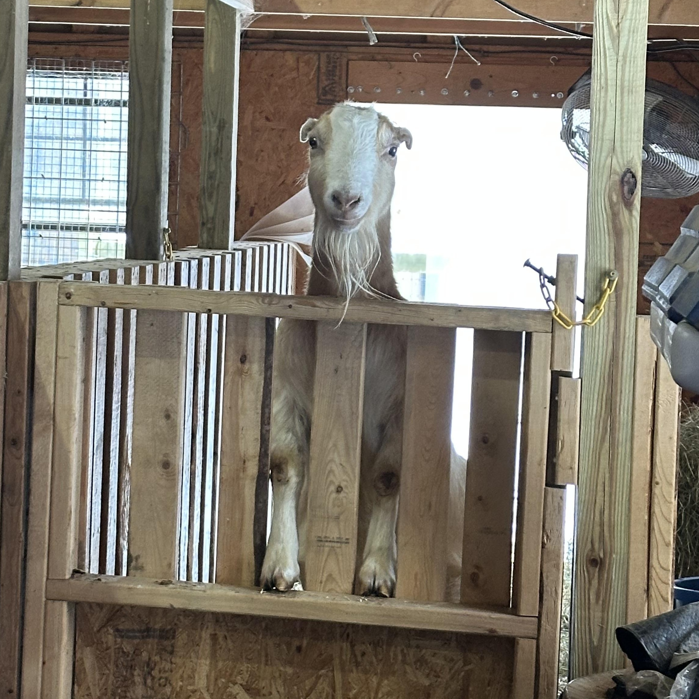 Fiona, adoptable, Adult Female LaMancha.