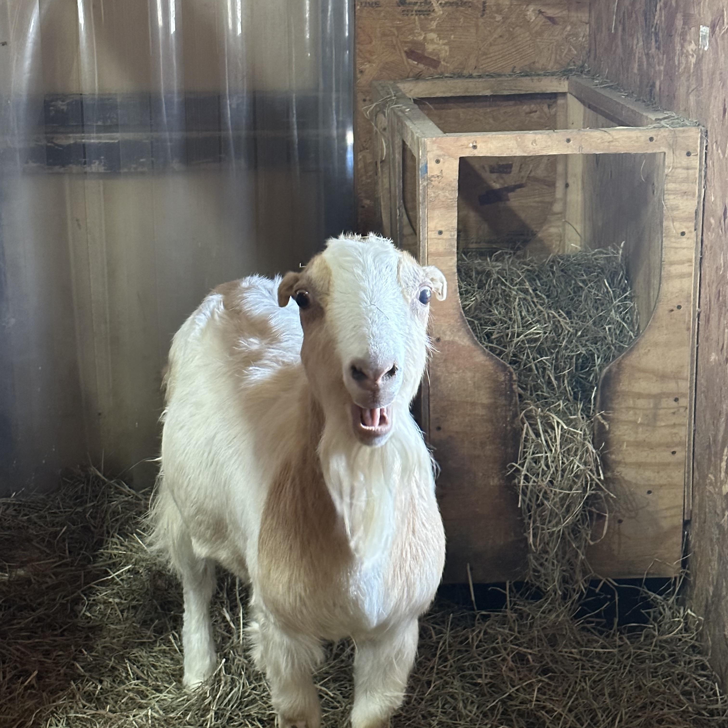 Fiona, an adoptable mixed breed in Ravenna, OH image 2/2