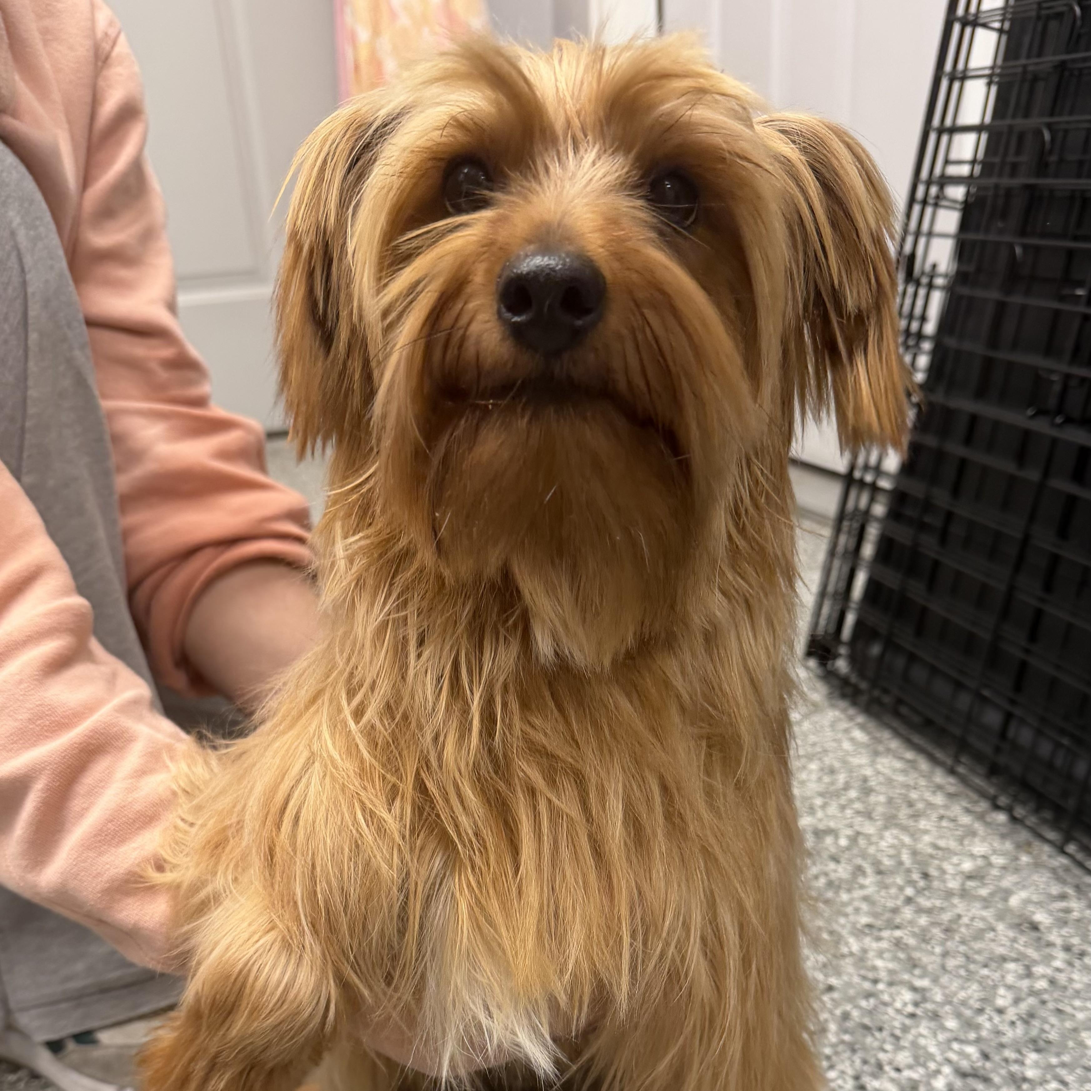 Enlarge HERBIE, an adopted Yorkshire Terrier in Cranston, RI image 1/1