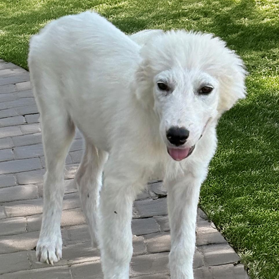 Enlarge Einstein — A Little Genius Looking for His Forever, a Adoptable mixed breed in Toledo, OH image 5/6