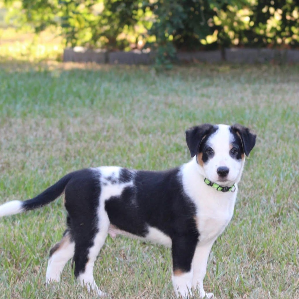 Rex, Adopted, Puppy Male Mixed Breed.