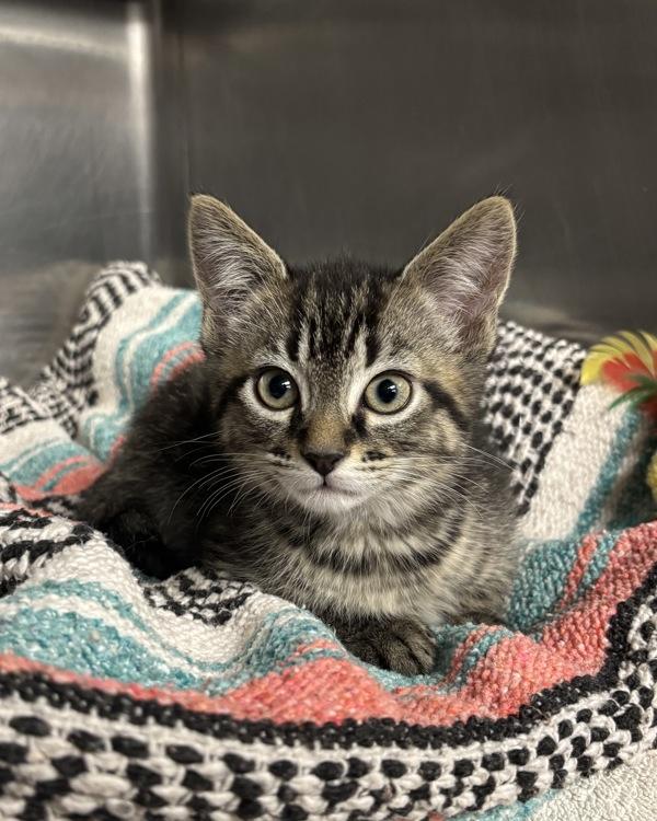 Humpty Dumpty, Adoptable, Kitten Male Domestic Short Hair.