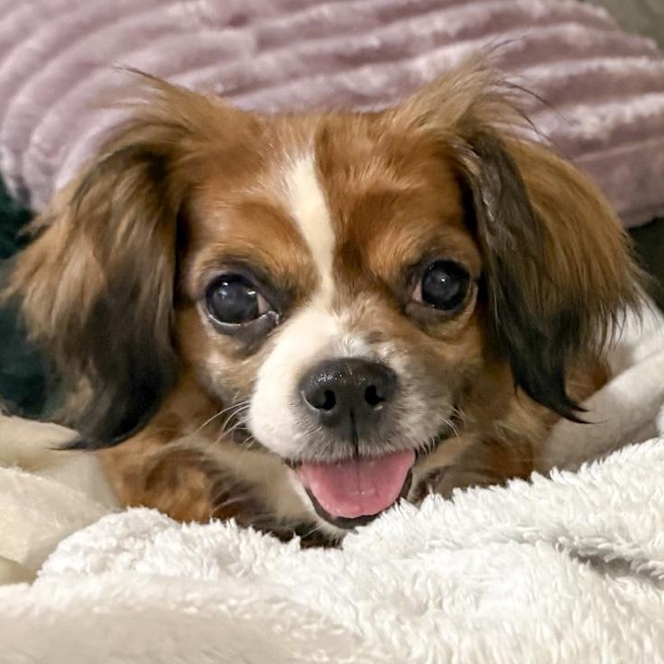 Enlarge Mimi, a ADOPTABLE Cavalier King Charles Spaniel in Toledo, OH image 1/1