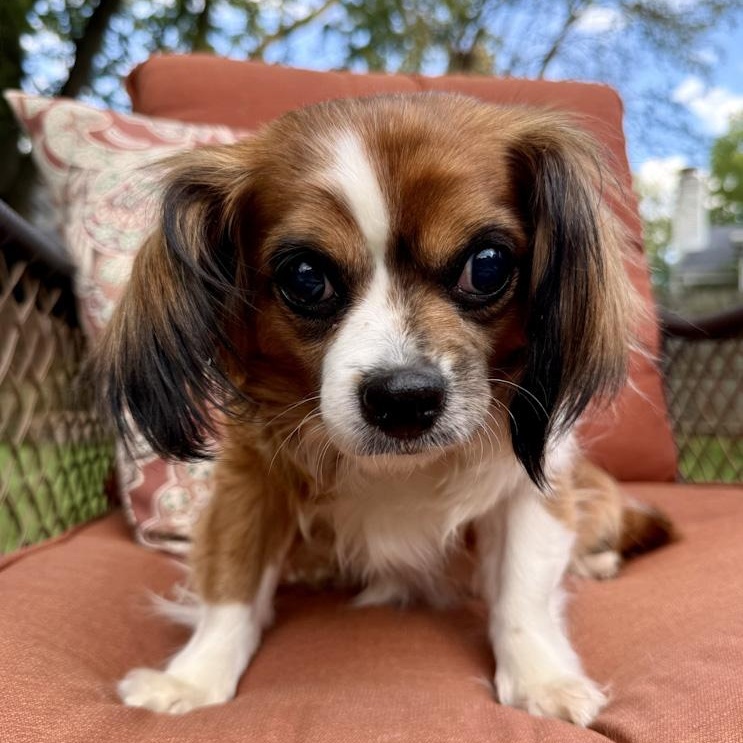Enlarge Mimi, an adoptable Cavalier King Charles Spaniel in Toledo, OH image 4/4