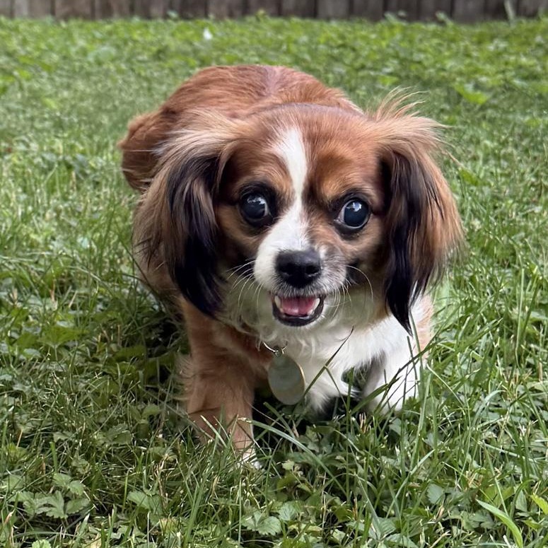 Enlarge Mimi, an adoptable Cavalier King Charles Spaniel in Toledo, OH image 1/4