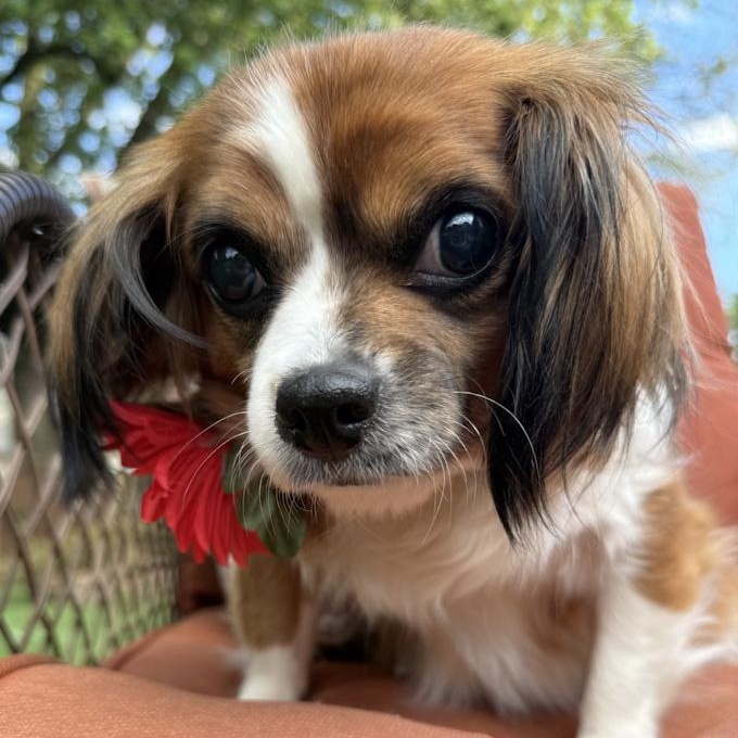 Enlarge Mimi, an adoptable Cavalier King Charles Spaniel in Toledo, OH image 2/4