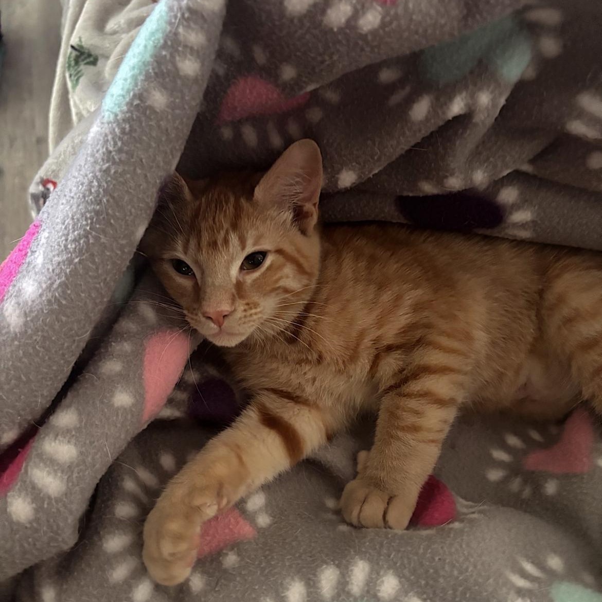 Leo, Adopted, Young Male Domestic Short Hair.