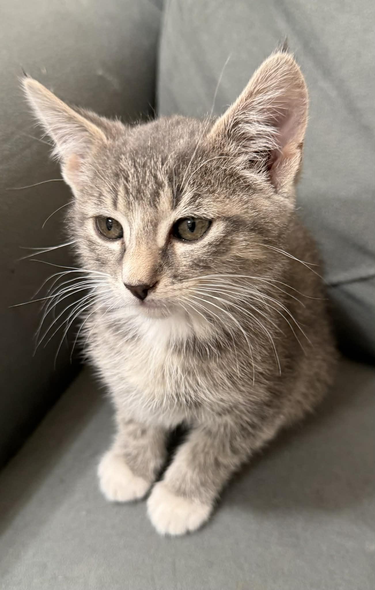 Snap, ADOPTABLE, Young Female Domestic Short Hair.