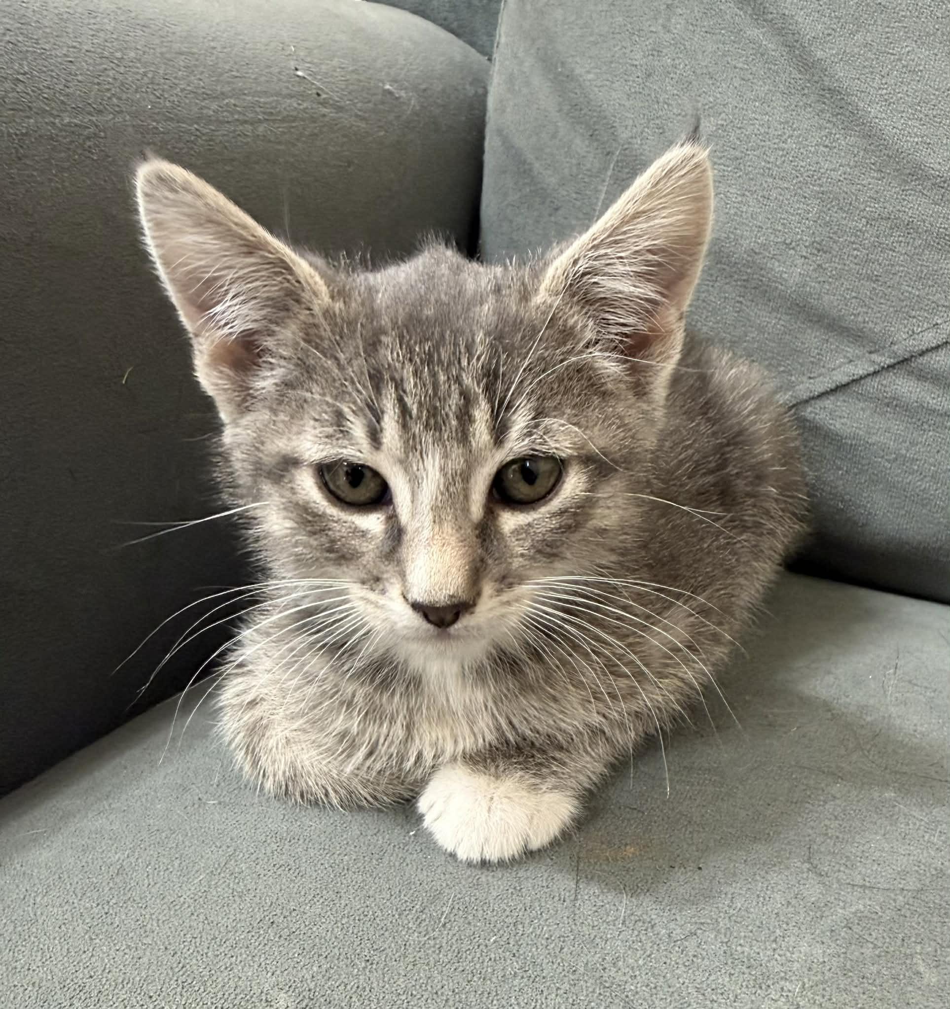 Enlarge Snap, a ADOPTABLE Domestic Short Hair in Tehachapi, CA image 2/4