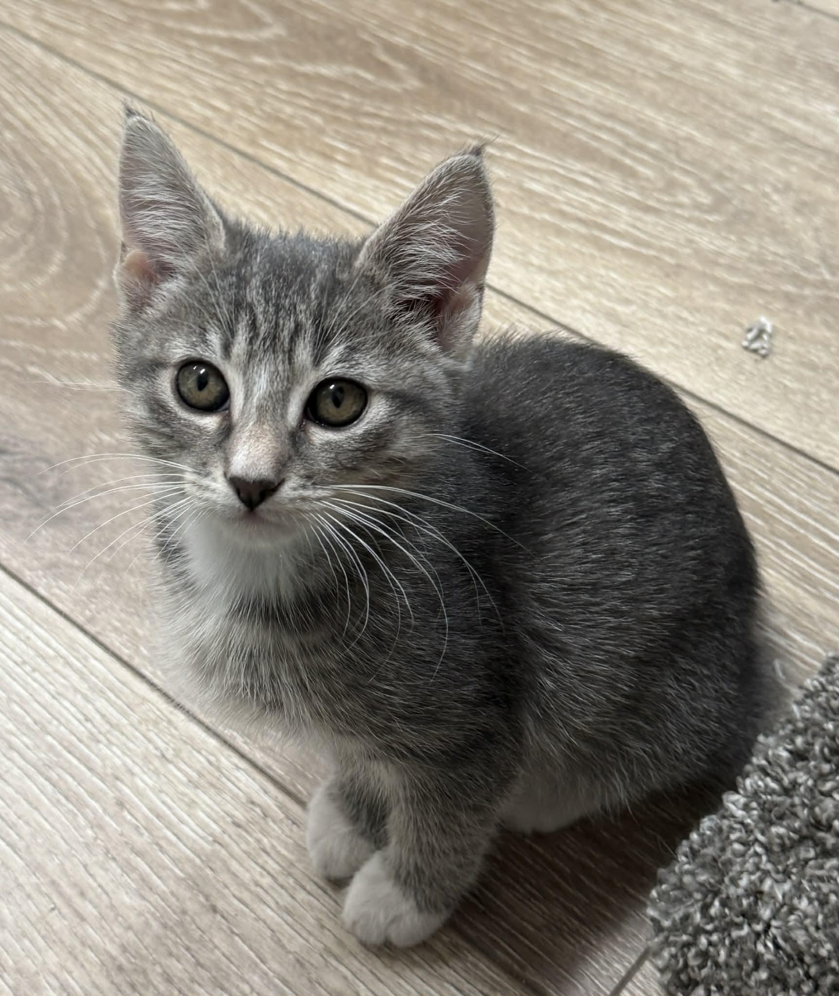 Enlarge Snap, a ADOPTABLE Domestic Short Hair in Tehachapi, CA image 3/4