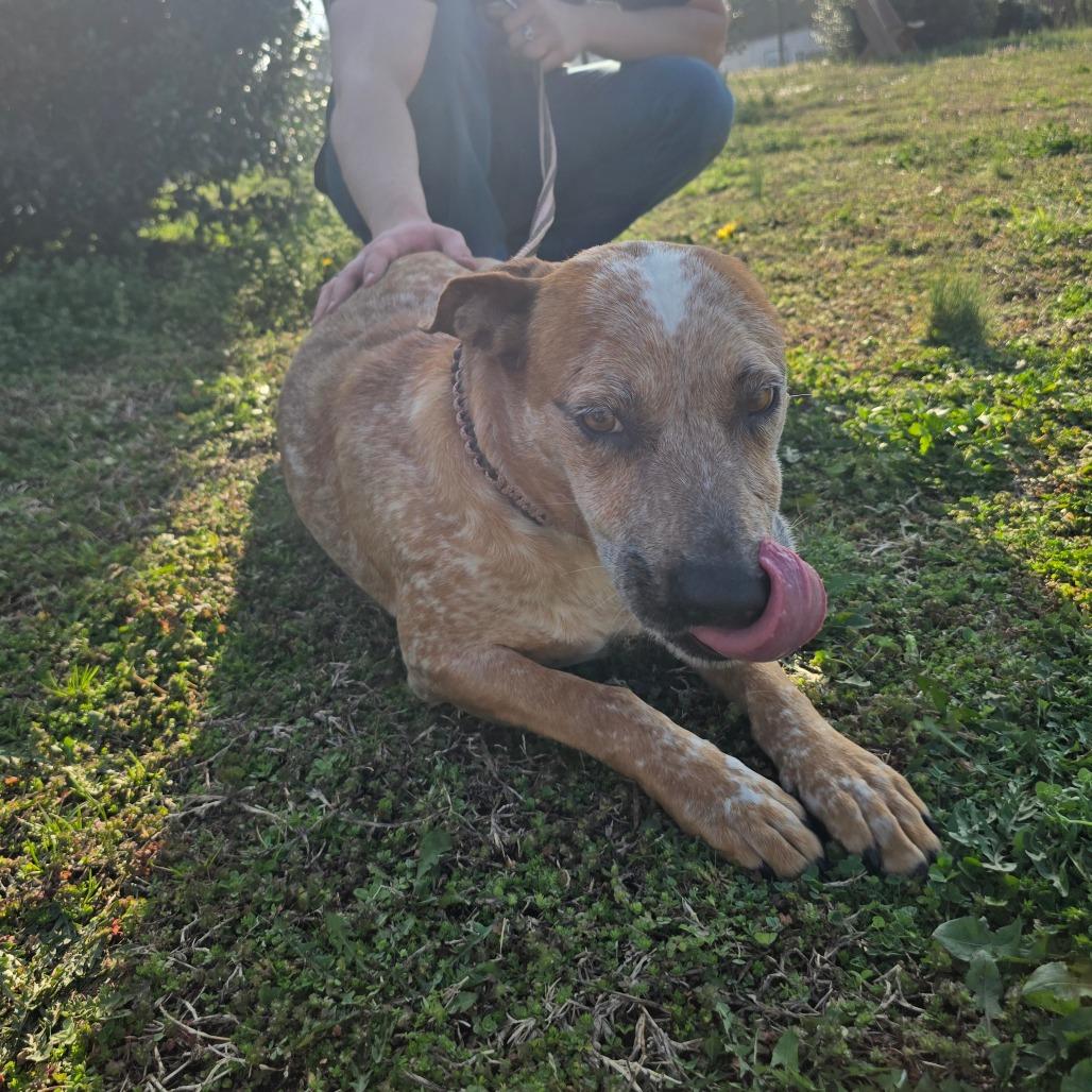 Lady, Adoptable, Adult Female Terrier & Mixed Breed.