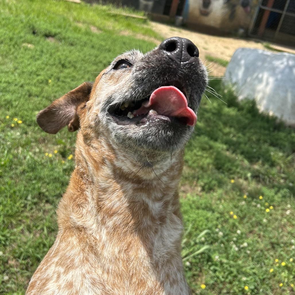 Enlarge Lady, a Adoptable mixed breed in West Point, MS image 2/6