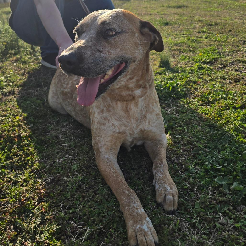 Enlarge Lady, a Adoptable mixed breed in West Point, MS image 3/6