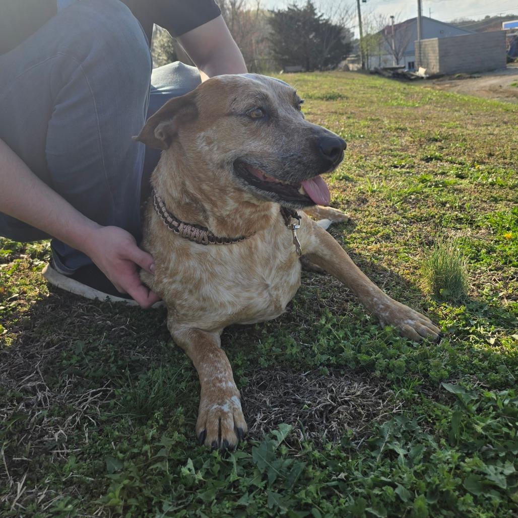Enlarge Lady, a Adoptable mixed breed in West Point, MS image 4/6