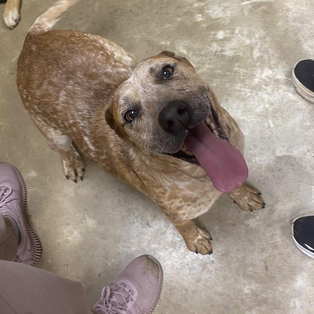 Enlarge Lady, a Adoptable mixed breed in West Point, MS image 5/6