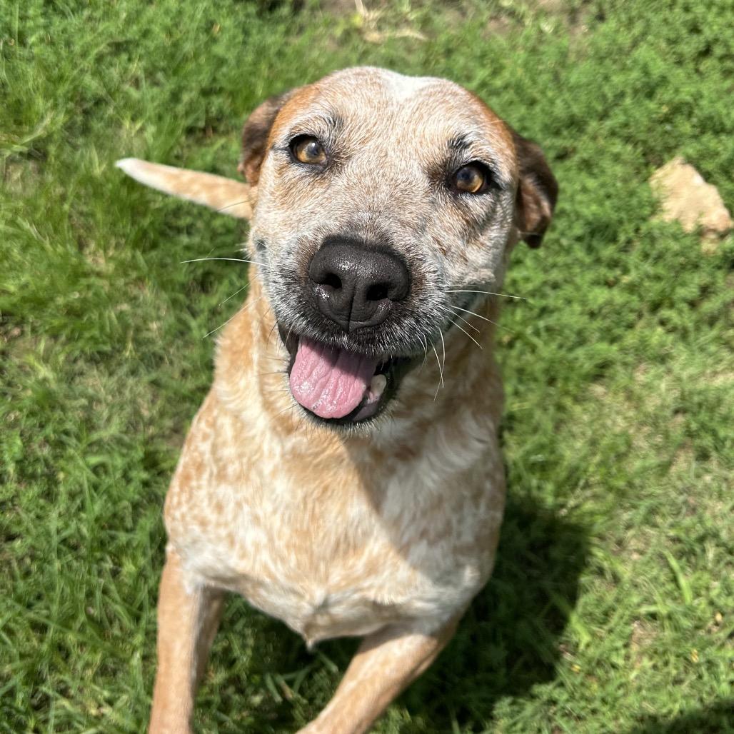 Enlarge Lady, a Adoptable mixed breed in West Point, MS image 6/6