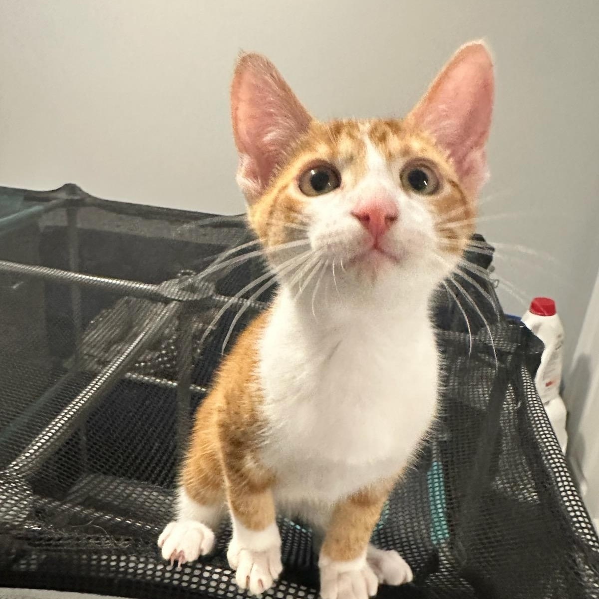 Enlarge Mac, a Adoptable Domestic Short Hair in Nashville, TN image 2/5