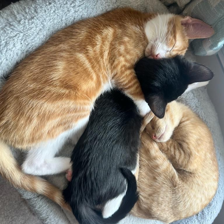 Enlarge Mac, a Adoptable Domestic Short Hair in Nashville, TN image 5/5