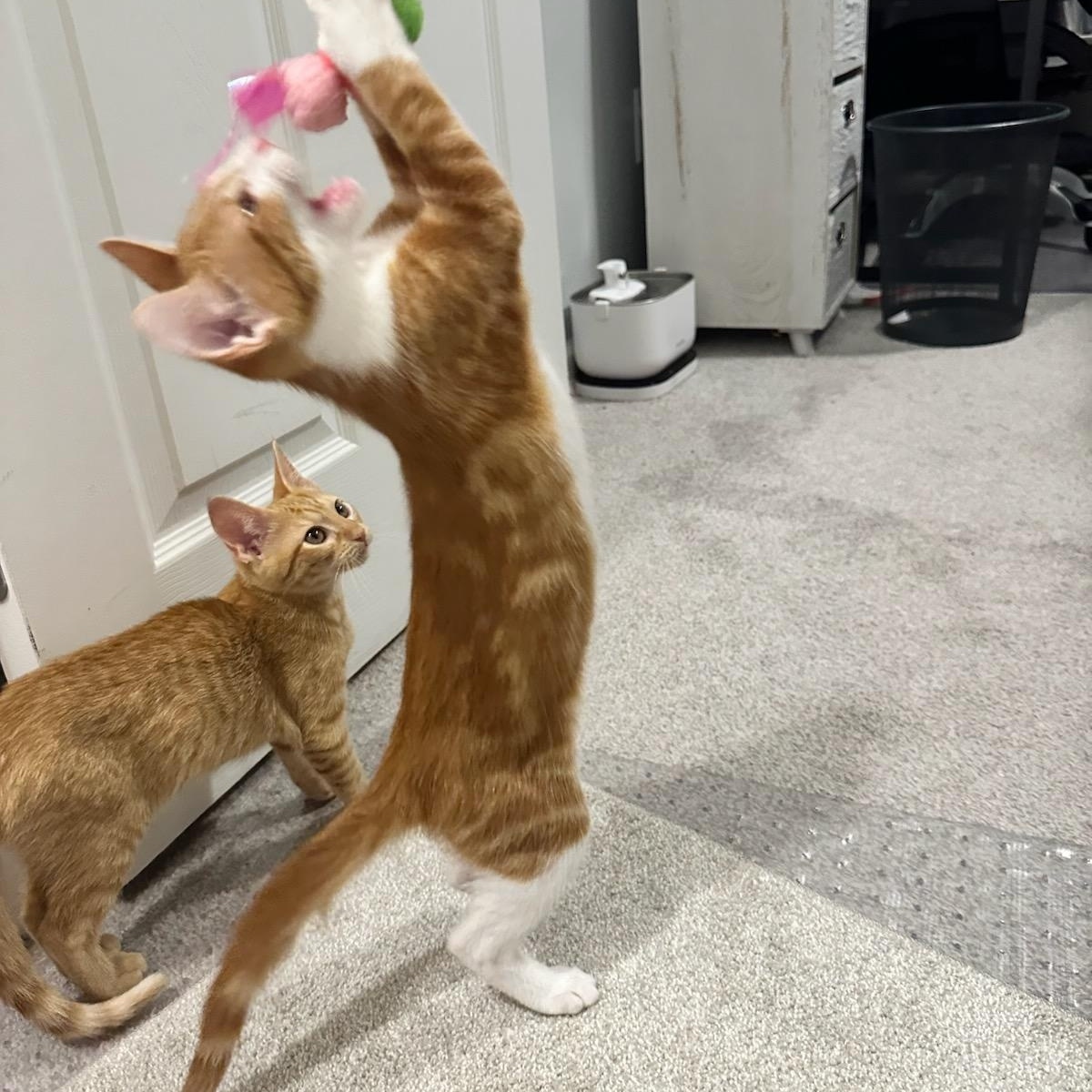 Mac, Adoptable, Young Male Domestic Short Hair.