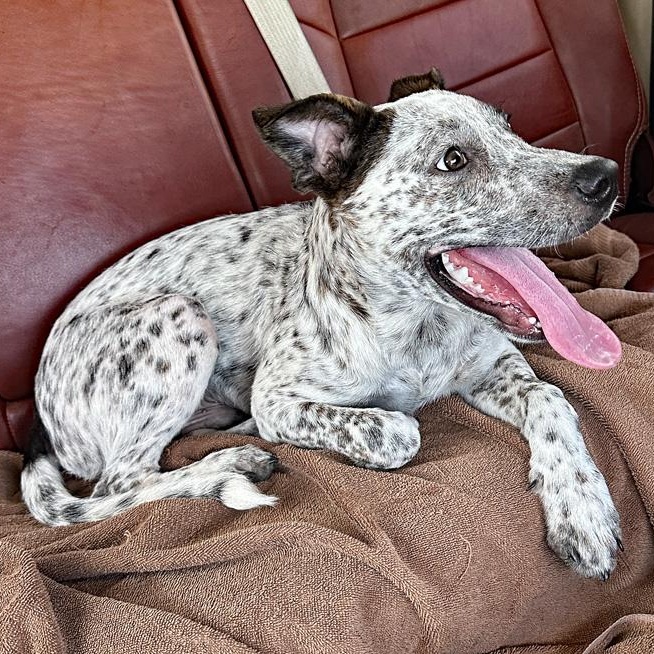 Enlarge Stanley, a Adopted mixed breed in Oklahoma City, OK image 3/5