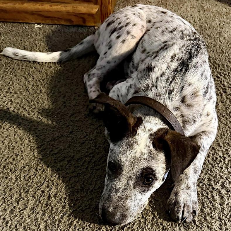 Enlarge Stanley, a Adopted mixed breed in Oklahoma City, OK image 5/5
