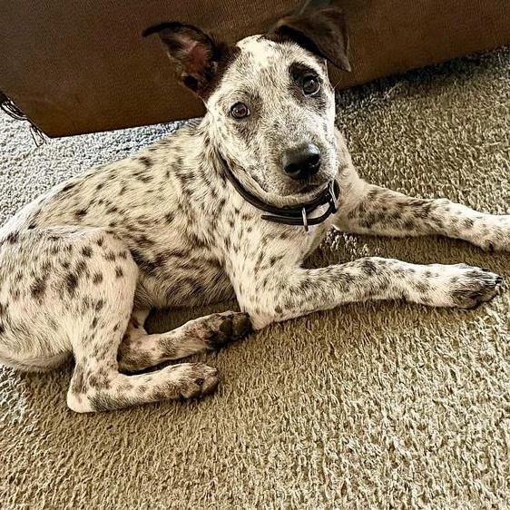 Stanley, Adopted, Young Male Australian Cattle Dog / Blue Heeler.