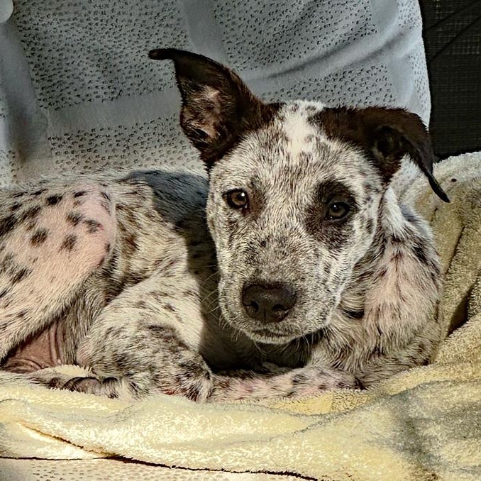 Enlarge Stanley, a Adopted mixed breed in Oklahoma City, OK image 2/5