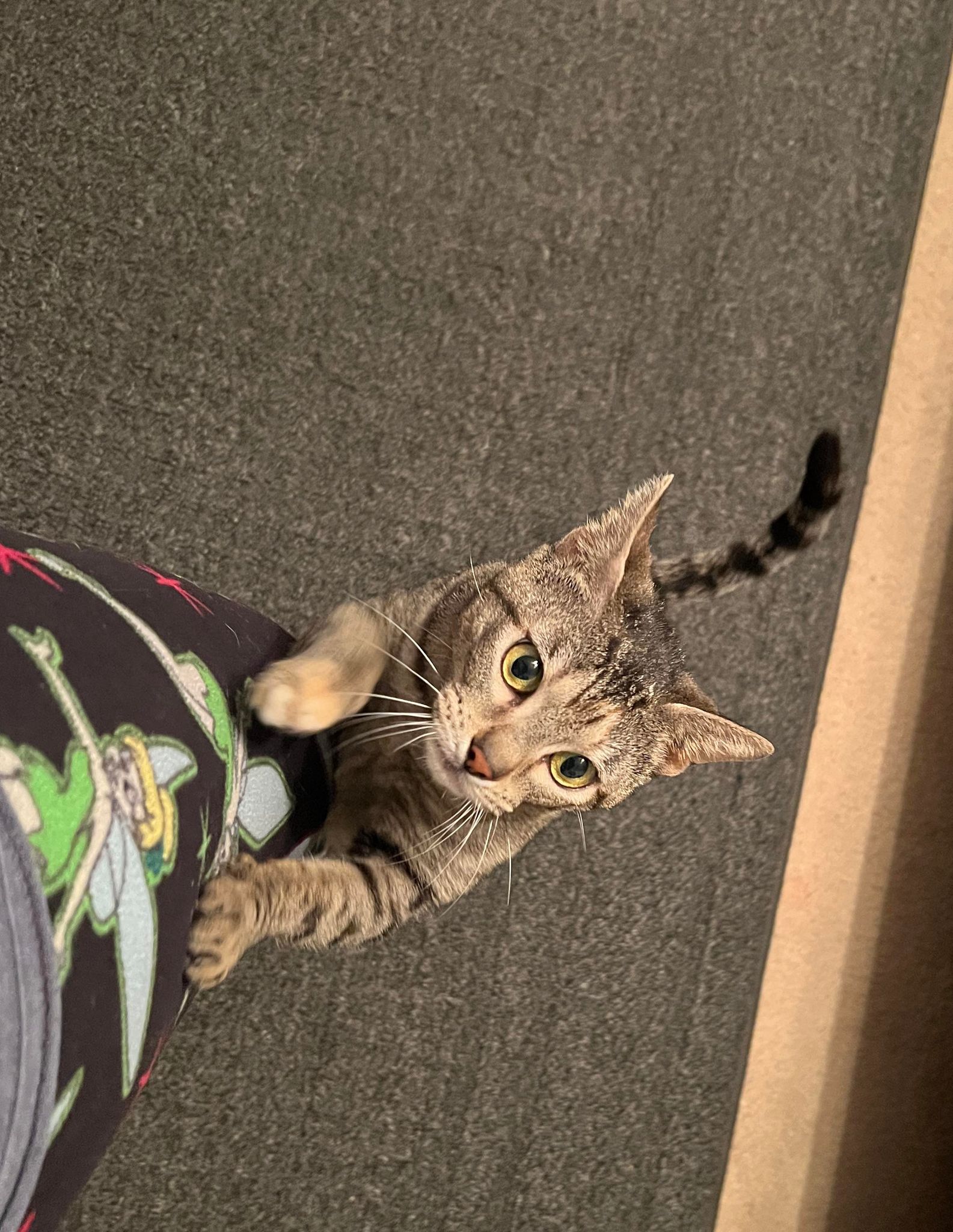 Enlarge Clarabell, a Adopted Domestic Short Hair in San Juan, TX image 1/1