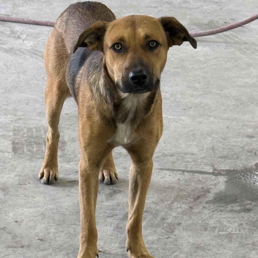 Enlarge Brock, a Adoptable mixed breed in Ennis, TX image 2/2