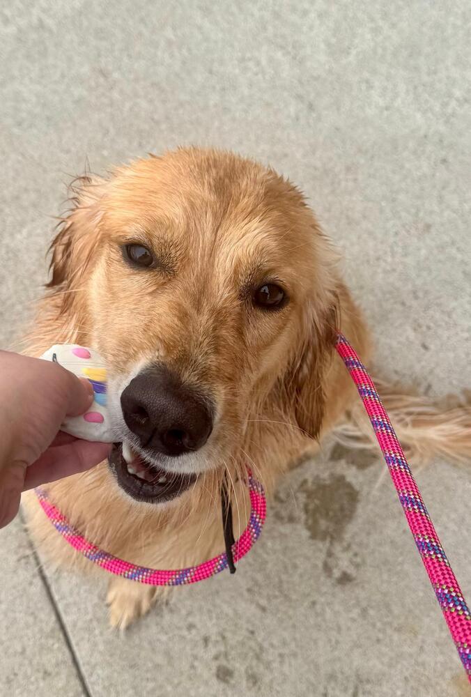 Honey, Adopted, Young Female Golden Retriever.