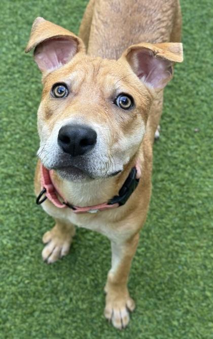 Billie — thumbnail 3