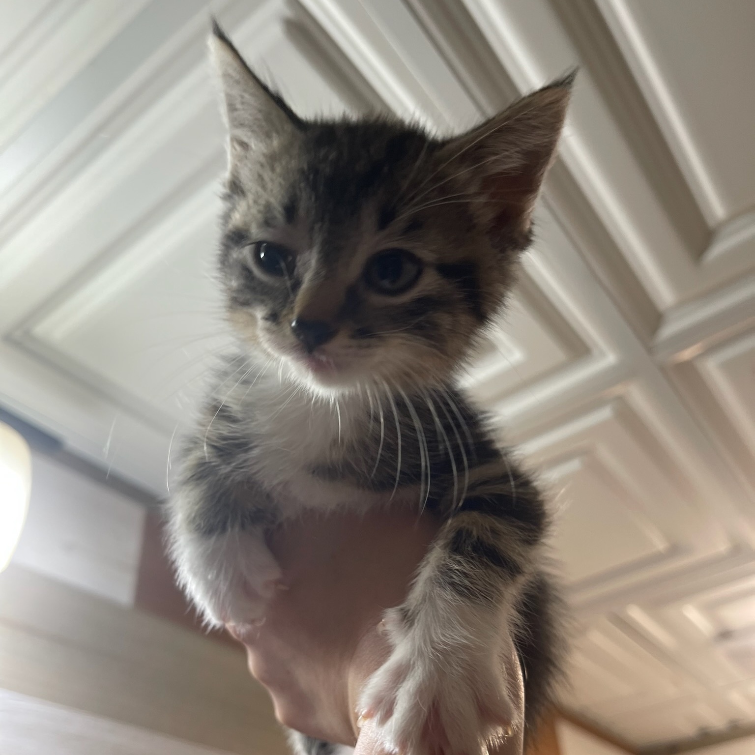 Cat for adoption Venus Kitten, a Domestic Short Hair in Waite Park