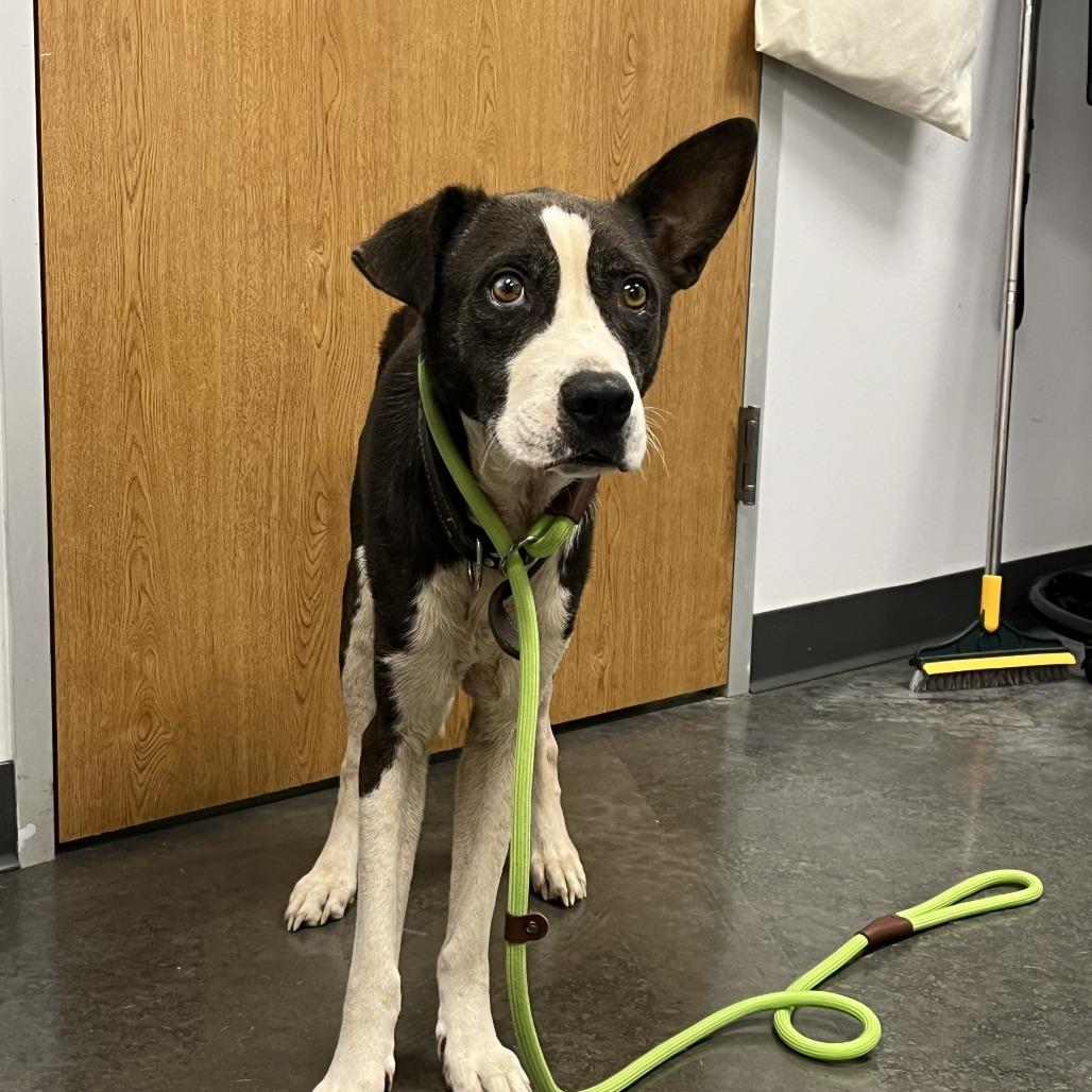 Enlarge Charlie Brown, a Adoptable Mixed Breed in Dickinson, TX image 1/4