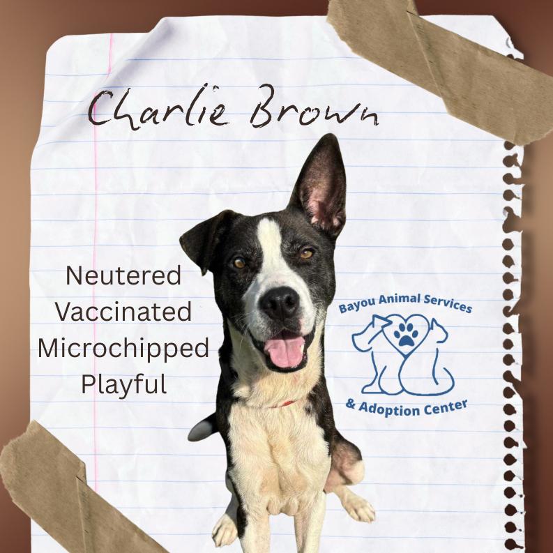 Enlarge Charlie Brown, a Adoptable Mixed Breed in Dickinson, TX image 2/4