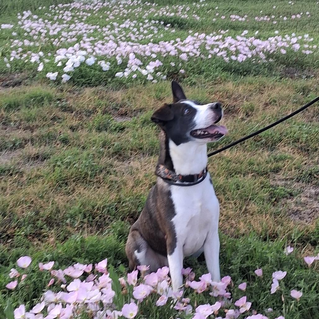 Enlarge Charlie Brown, a Adoptable Mixed Breed in Dickinson, TX image 4/5