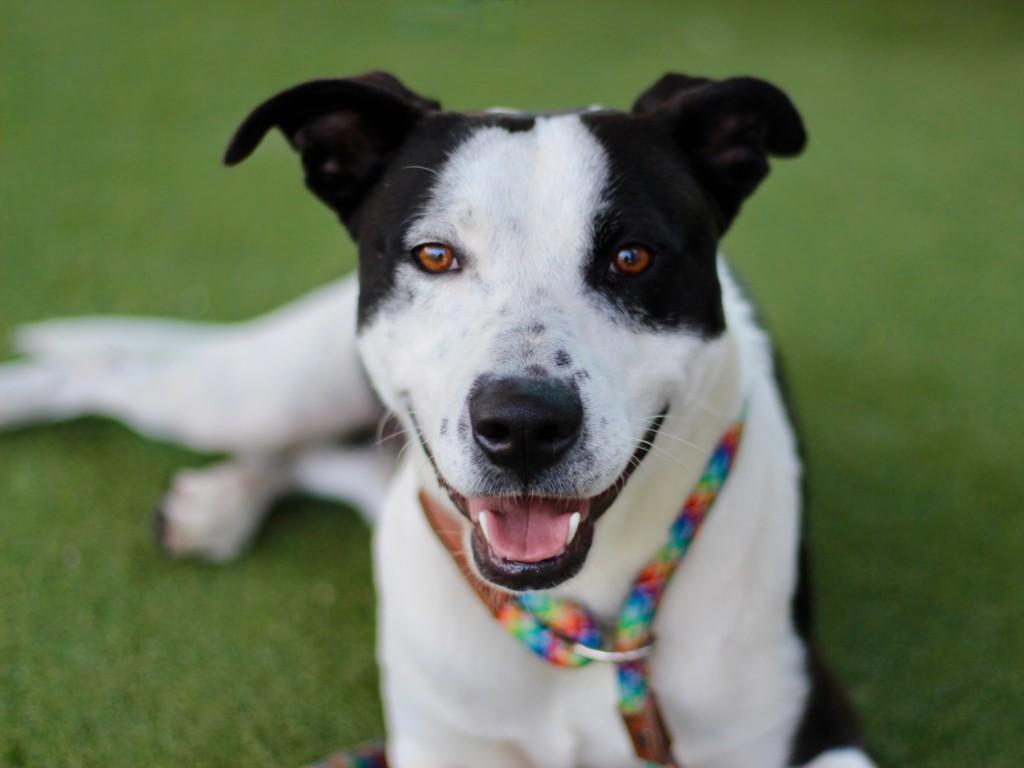 Enlarge RINGO, a Adoptable Staffordshire Bull Terrier in Los Angeles, CA image 1/1