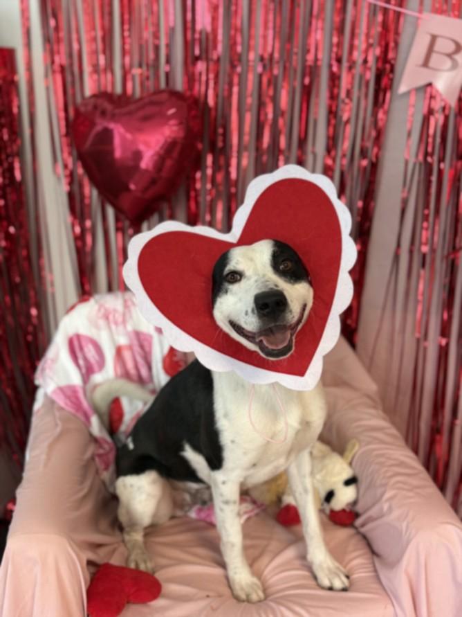 RINGO, Adoptable, Young Male Staffordshire Bull Terrier.