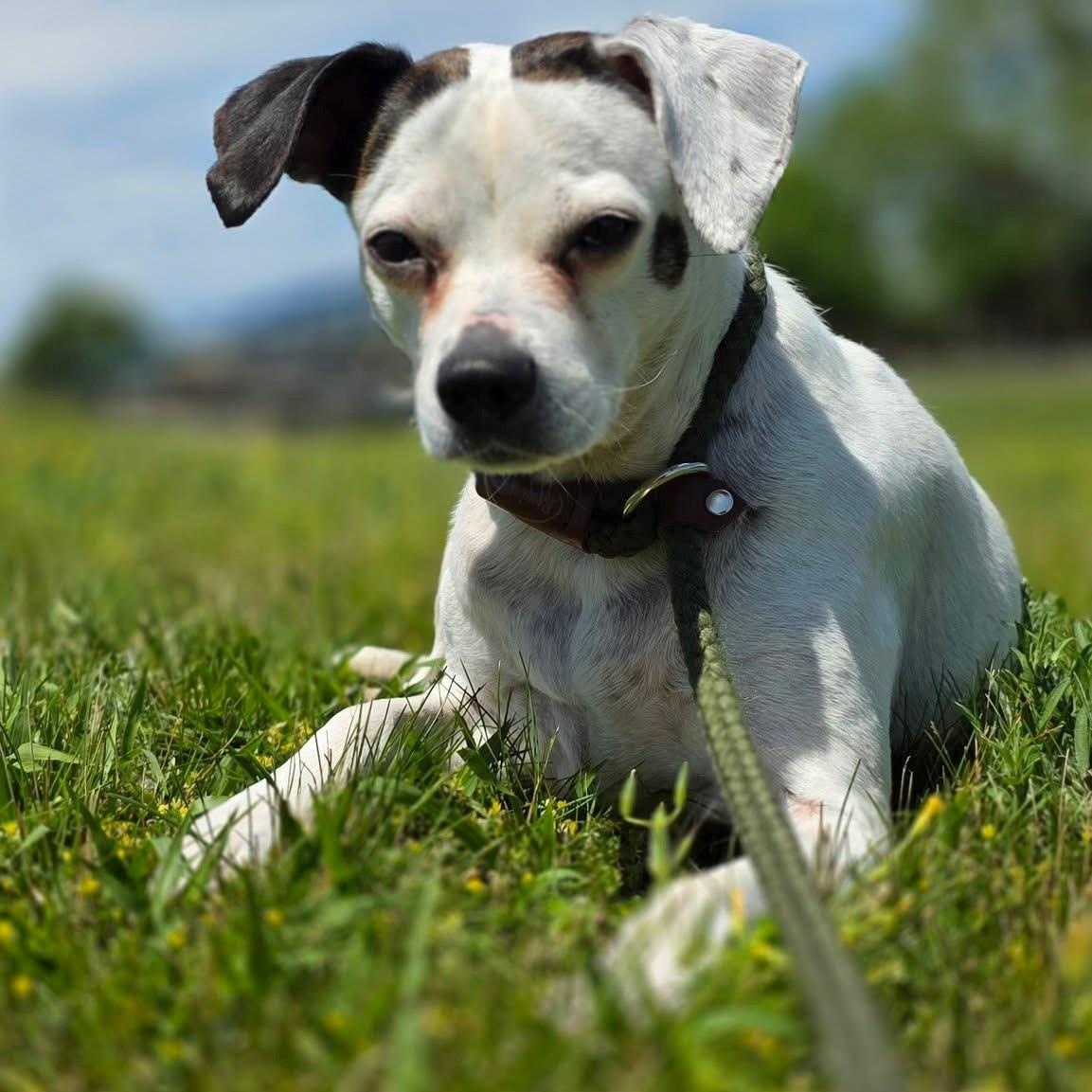 Perdita, ADOPTABLE, Senior Female Beagle.