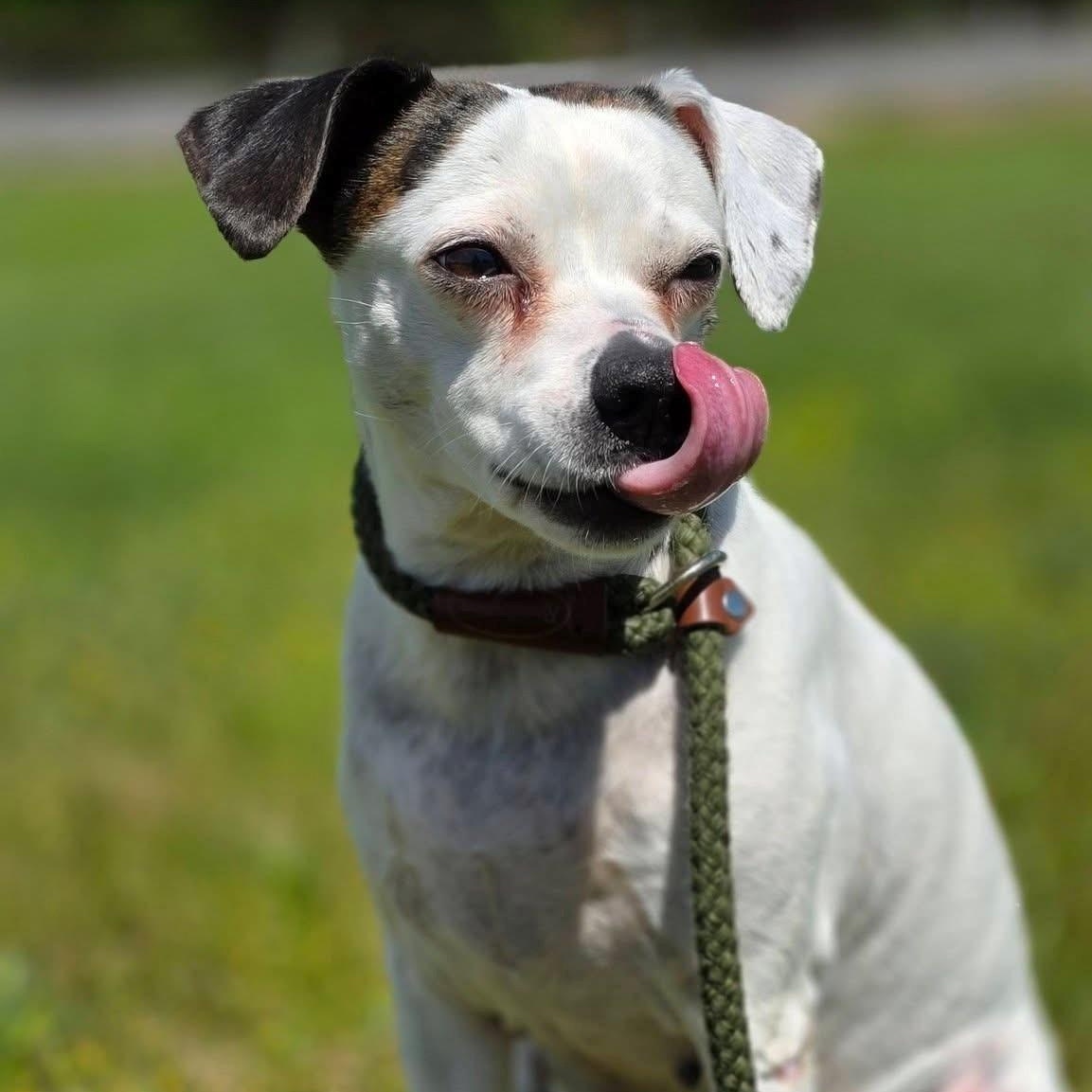 Perdita, a ADOPTABLE mixed breed in Smithtown, NY image 3/3