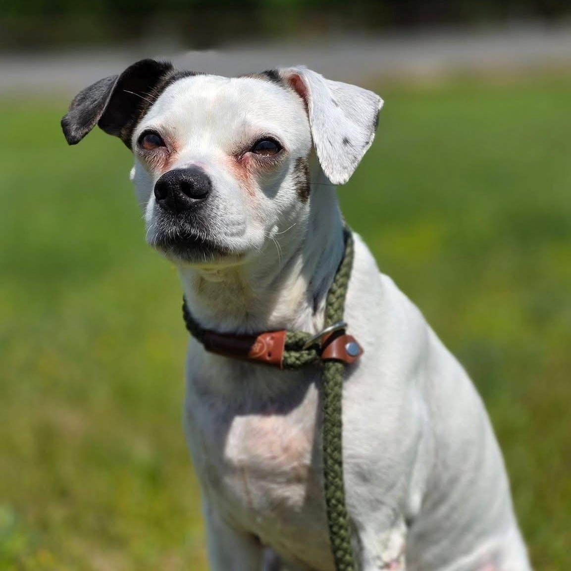 Perdita, a ADOPTABLE mixed breed in Smithtown, NY image 2/3