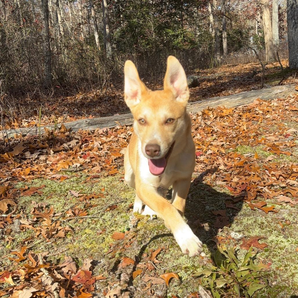 Bella, Adoptable, Young Female Labrador Retriever & Mixed Breed.
